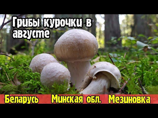 Грибы курочки в августе!