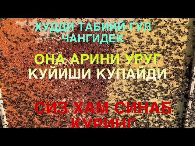 АСАЛАРИ ОИЛАСИНИ РИВОЖЛАНИШИ УЗГАРДИ,АСАЛАРИЧИЛИК АСАЛАРИЧИЛИКНИ  УРГАНИШ,АСАЛАРИ БИЗНЕСИ СИРЛАРИ.