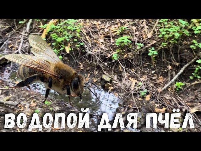 Водопой для пчёл