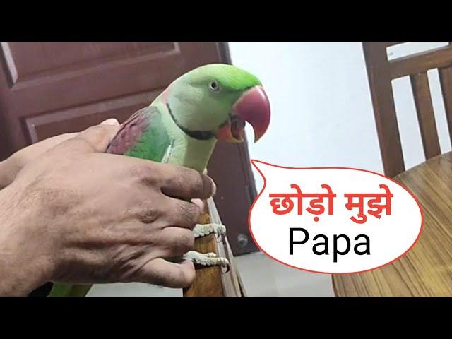 Pablo Mummy ka Cute Baccha hai aur Talking me iss Parrot ka koi jawab Nhi