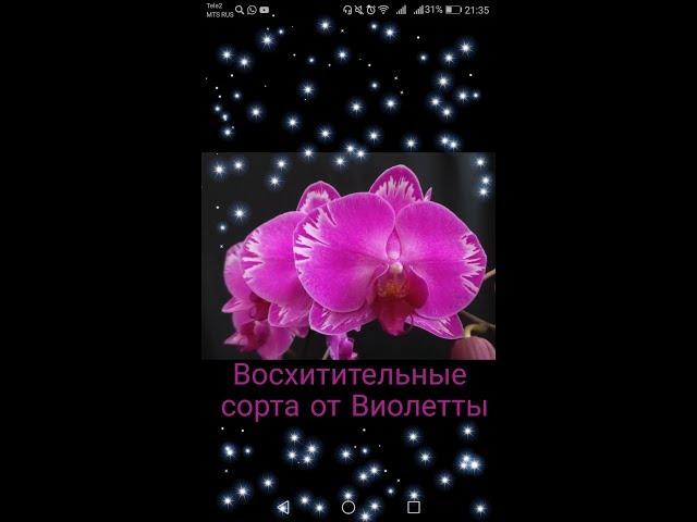 Орхидеи, шикарные сорта от Виолетты 