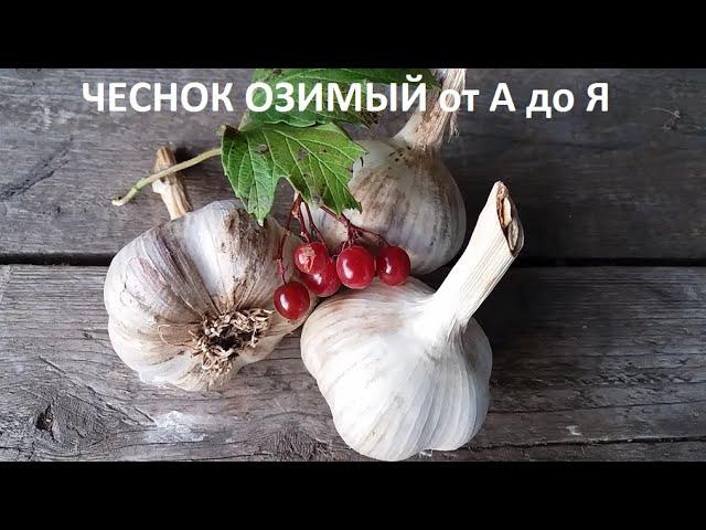 Чеснок озимый от А до Я.