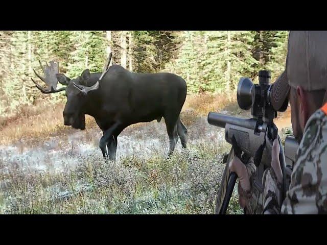 Moose hunting with firearms (collection of the most amazing hunting clips)