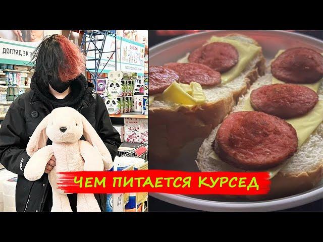 Чем питается Курсед в Украине. Мини обзор на комнату 
