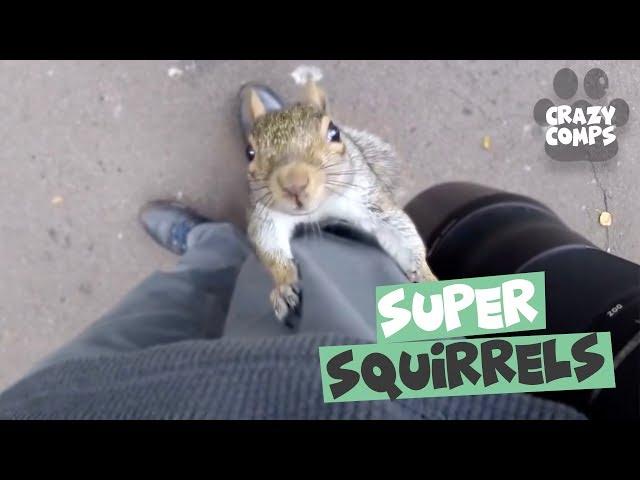 Squirrels are Jerks Compilation 2018 - Funny Squirrel Videos 