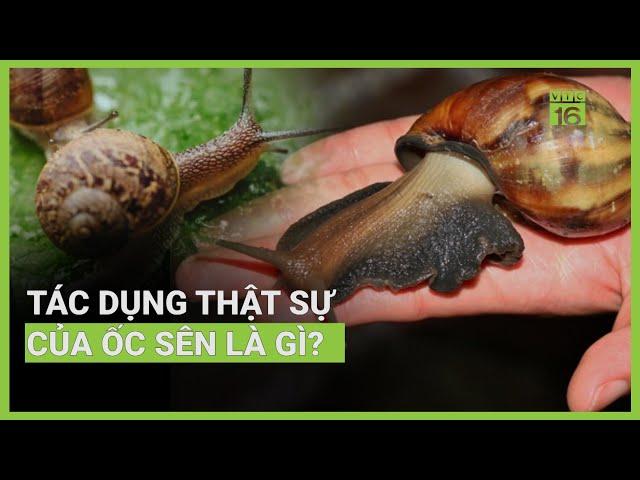 Ốc sên - vị thuốc chữa nhiều bệnh, ăn được không? | VTC16