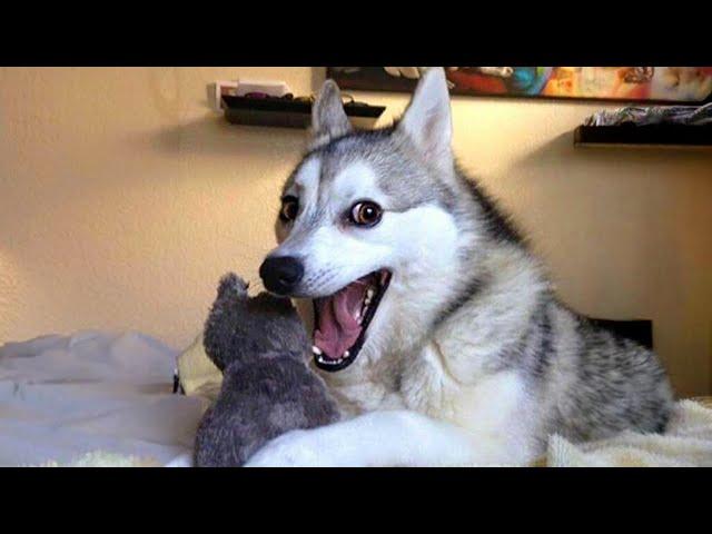 Best Funniest Animal Videos 2024  Funny ANIMAL Videos make us Laugh 