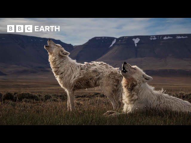 Top 10 Wolf Moments | BBC Earth