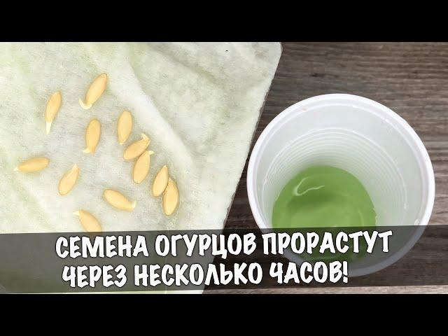 Как быстро вырастить рассаду ОГУРЦОВ. Семена прорастают за несколько часов!