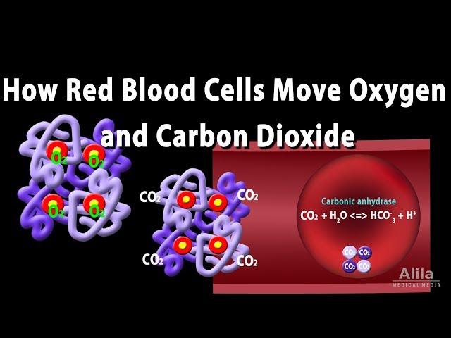 How Red Blood Cell Carry Oxygen and Carbon Dioxide, Animation