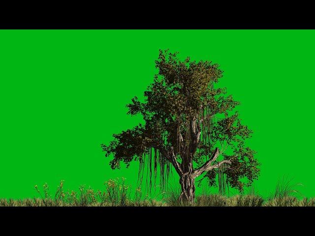 Banyan tree green screen effects