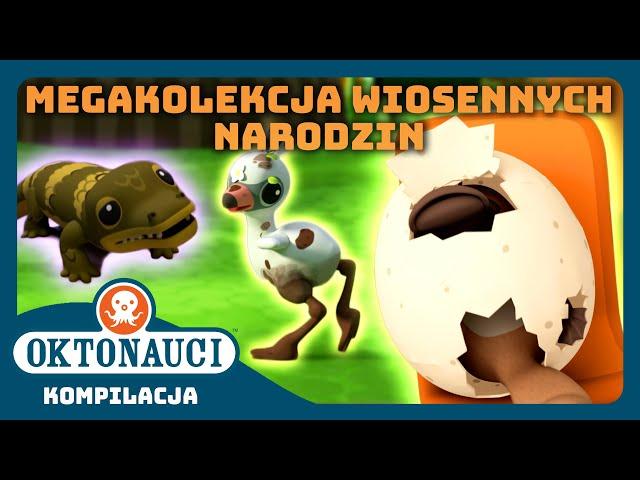 Oktonauci -  MEGAkolekcja wiosennych narodzin  | Kompilacja | Całe odcinki