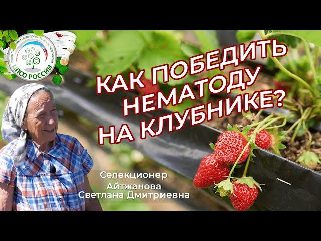 Как бороться с нематодой на клубнике. Почему сохнут кусты клубники, земляники.