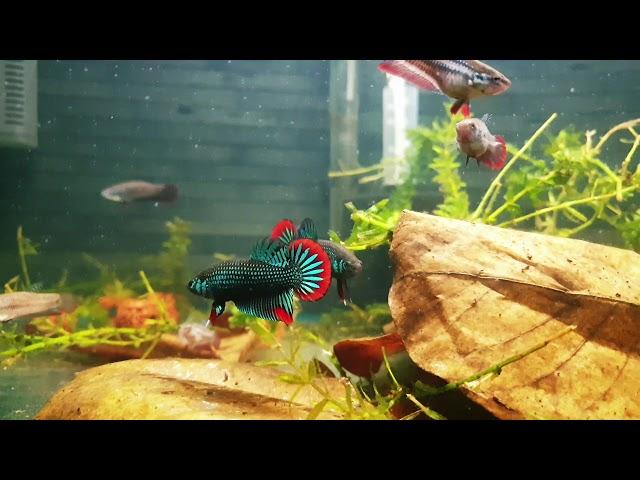 Betta Imbellis Juvenile Males (10 Weeks)