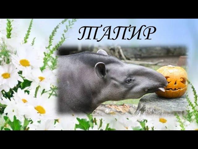 ТАПИР/Копытные/Животные/Интересные факты