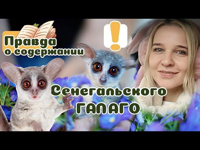 10 фактов о приматах ГАЛАГО. Правда ли они такие милашки?