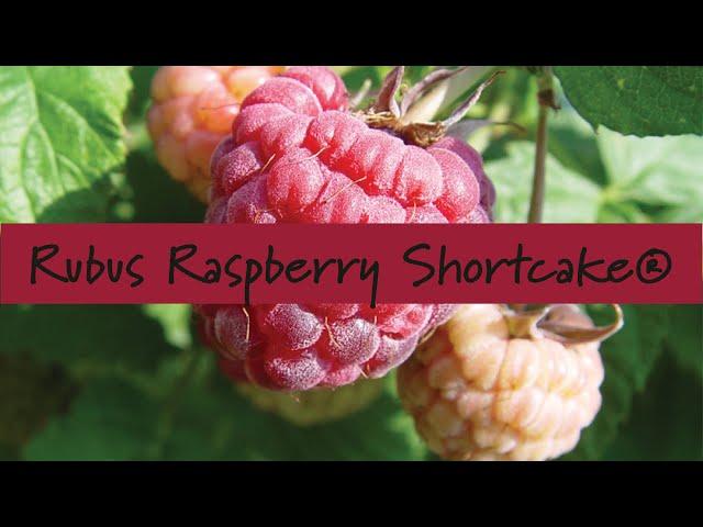 Rubus Raspberry Shortcake® at Prides Corner Farms