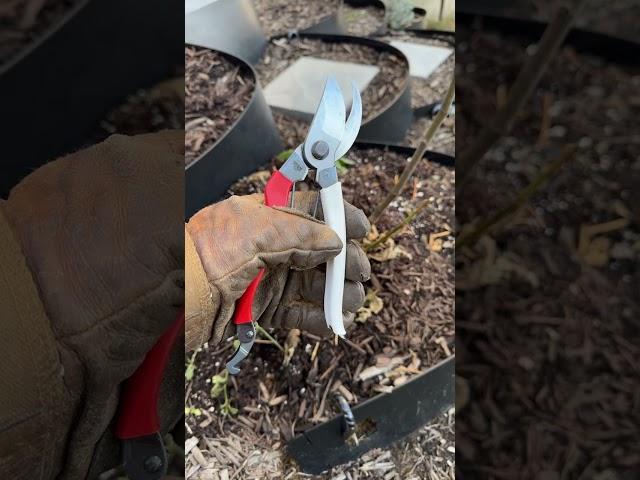 Favorite Garden Pruners - Okatsune 104 - So Enjoyable to Use! Full Review Available