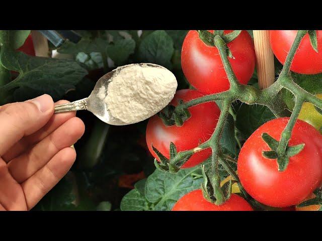 1 spoon and the tomatoes will immediately turn red! Super fast maturation