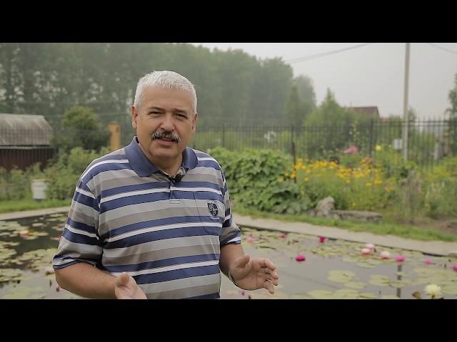 Сибирская кувшинка, нимфеи в Сибири - это просто! Или как выращивать нимфеи в Новосибирске!