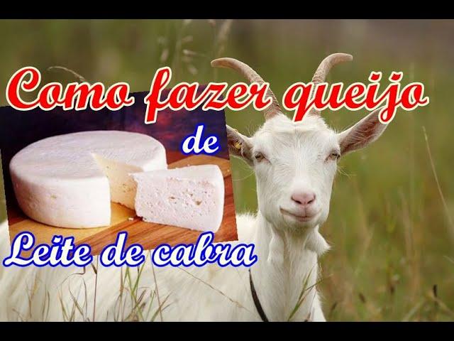 Aprenda como fazer queijo de leite de cabra