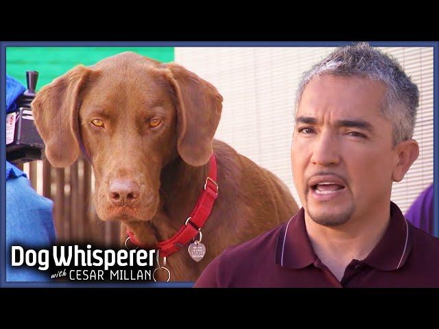 Calming An Anxious Service Dog | S4 Ep 29 | Dog Whisperer With Cesar Millan