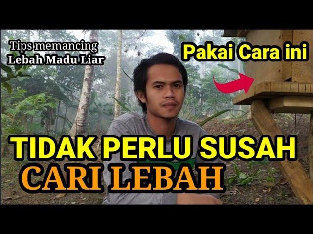 Cara Memancing Lebah Liar dengan Kotak Budidaya