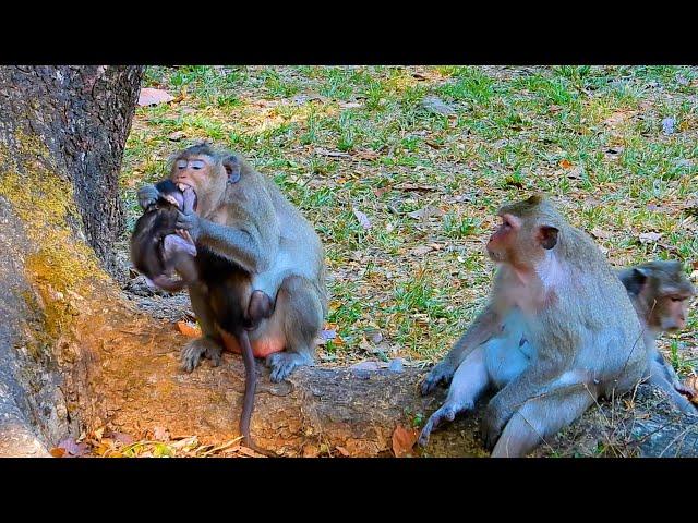 God help   ! what happened to the little monkey  |  Real Angkor Monkey