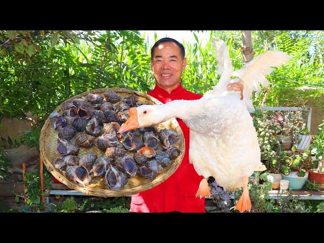 HUGE Goose Stewed with Bucket of Sea Snails! Weird but Tasty Combination!  | Uncle Rural Gourmet