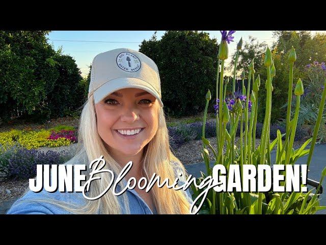 Planting Showstopping Agapanthus, Suncredible Sunflowers and a New Bougainvillea for June!