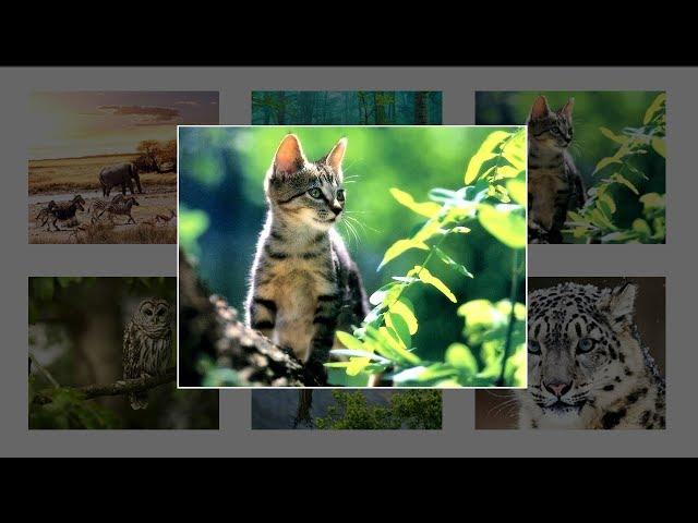 How To Create Image Gallery Using HTML, CSS and Javascript  | Lightbox Gallery