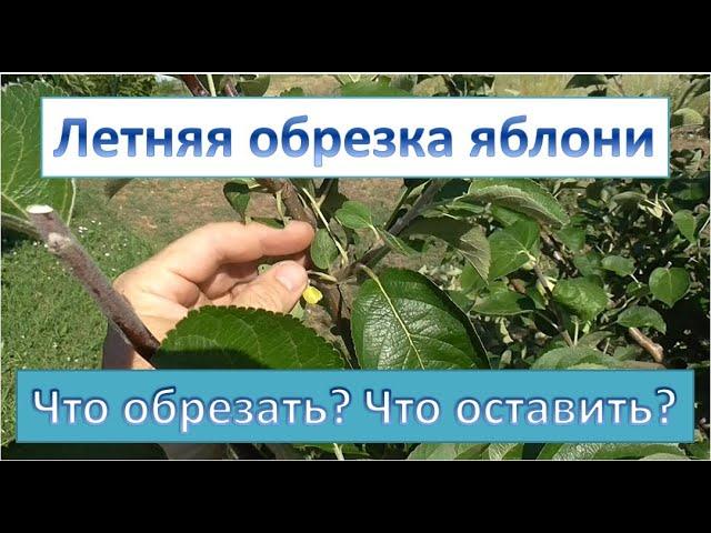 Летняя обрезка яблони.  Что обрезаем? Что оставляем?