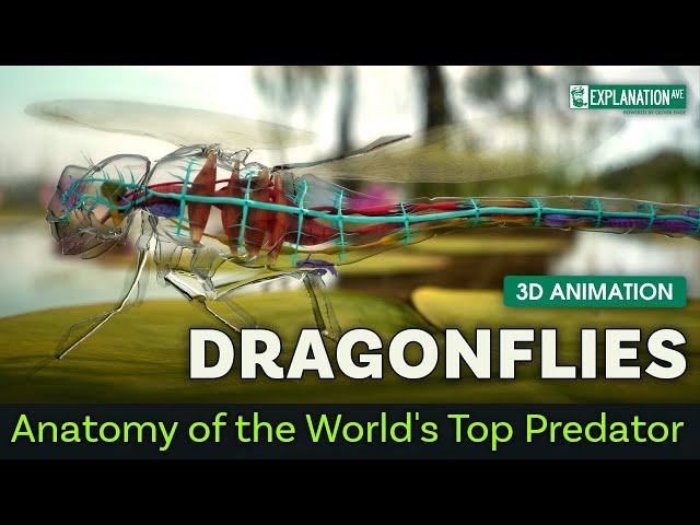 Dragonflies:  Anatomy of the World's Top Predator  -  3D Animation