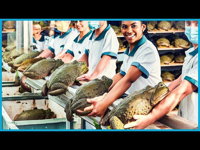 Frogs Farm - How China Farmer Raised Millions Frogs For Meat - Frog Processing in Factory