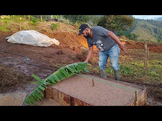 Germinador de café