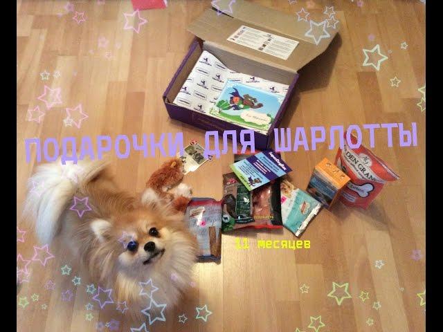 SUPERDOGBOX для ШАРЛОТТЫ