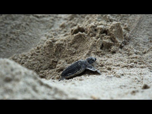 La prima corsa verso il mare delle baby tartarughe