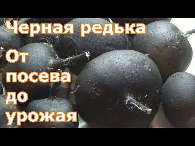 Черная редька. От посева до урожая.