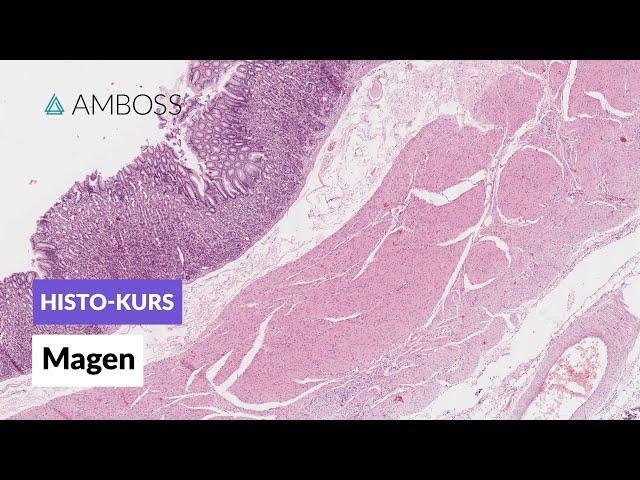 Histologie Magen - Mikroskopische Anatomie - AMBOSS Video