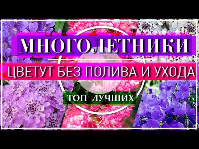 ТОП 10 МНОГОЛЕТНИКОВ  ЦВЕТУТ без Полива  РАСТУТ без Ухода