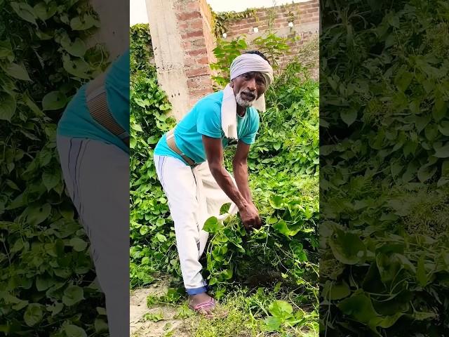 gharom mein biya koire kikor bi #shorts #shortsfeed #tiktokvideo #comedy #youtube