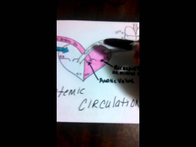 Trace of blood heart picture