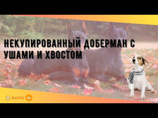 Некупированный доберман с ушами и хвостом