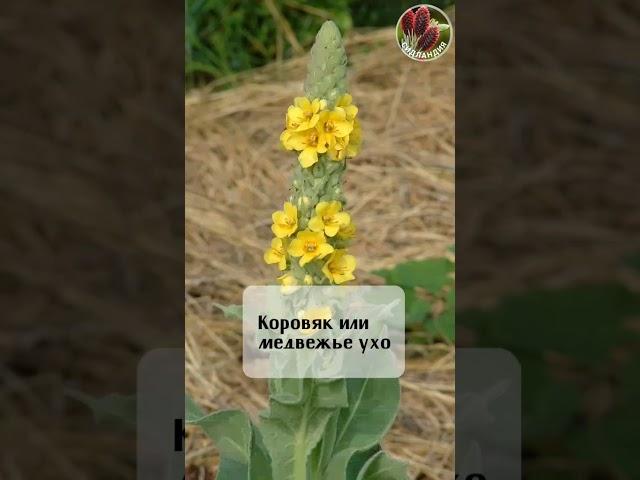 Коровяк - вот так растение!  Seedlandia.ru - саженцы и семена растний для сада и дома