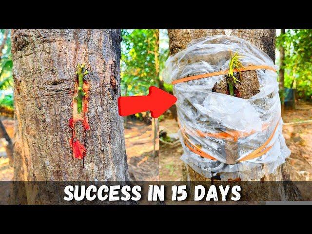 Big tree Grafting | How to graft on big mango tree | Mango grafting technique's