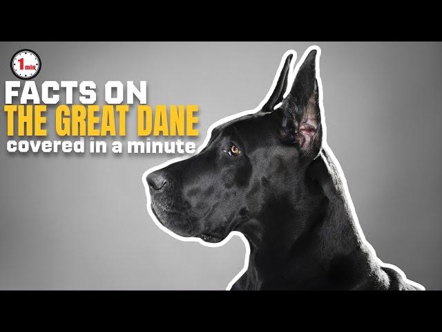 Unveiling the Graceful Great Danes!| The Great Dane in 1 Minute | AnimalSnapz