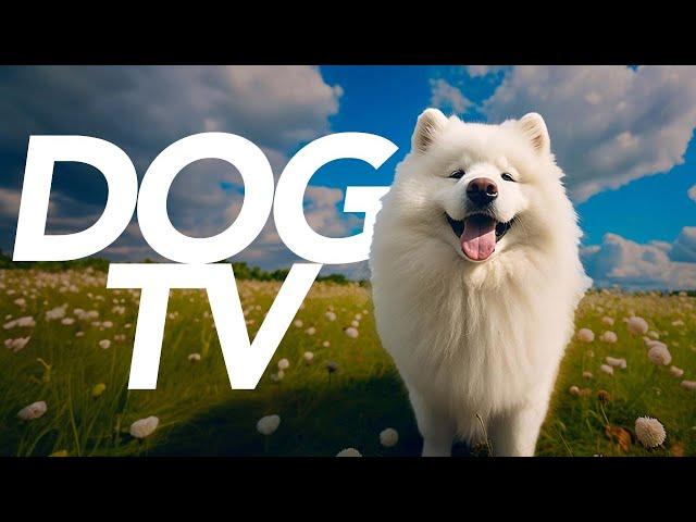 DOG TV - Outdoor Adventure Experience for Dogs! 20 Hours of Petflix!