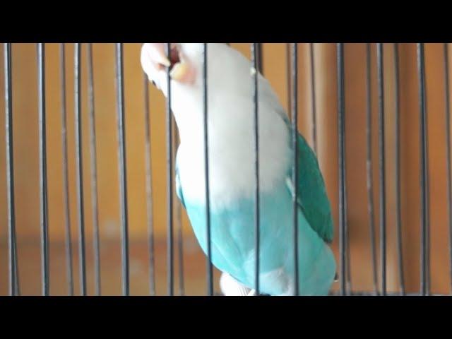 Suara burung Lovebird ini ampuh bikin labet apapun ikut bunyi,pancingan lovebird ngekek