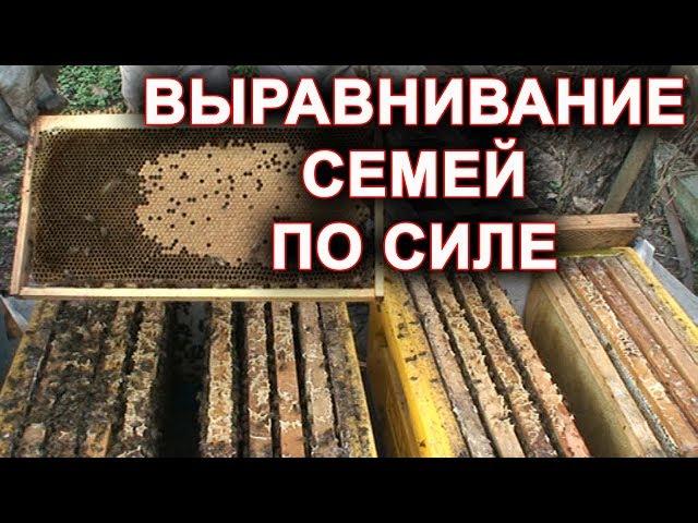 Выравнивание семей по силе