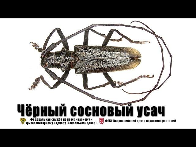 Черный сосновый усач